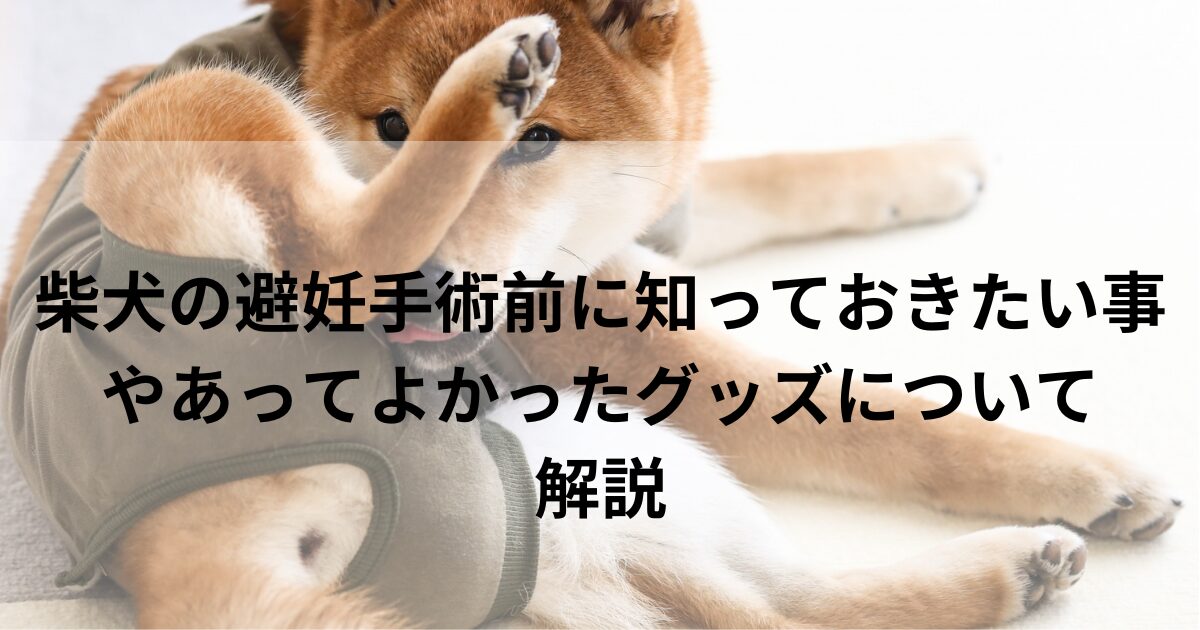 柴犬の避妊手術前に知っておきたいことやあってよかったグッズについて解説の画像