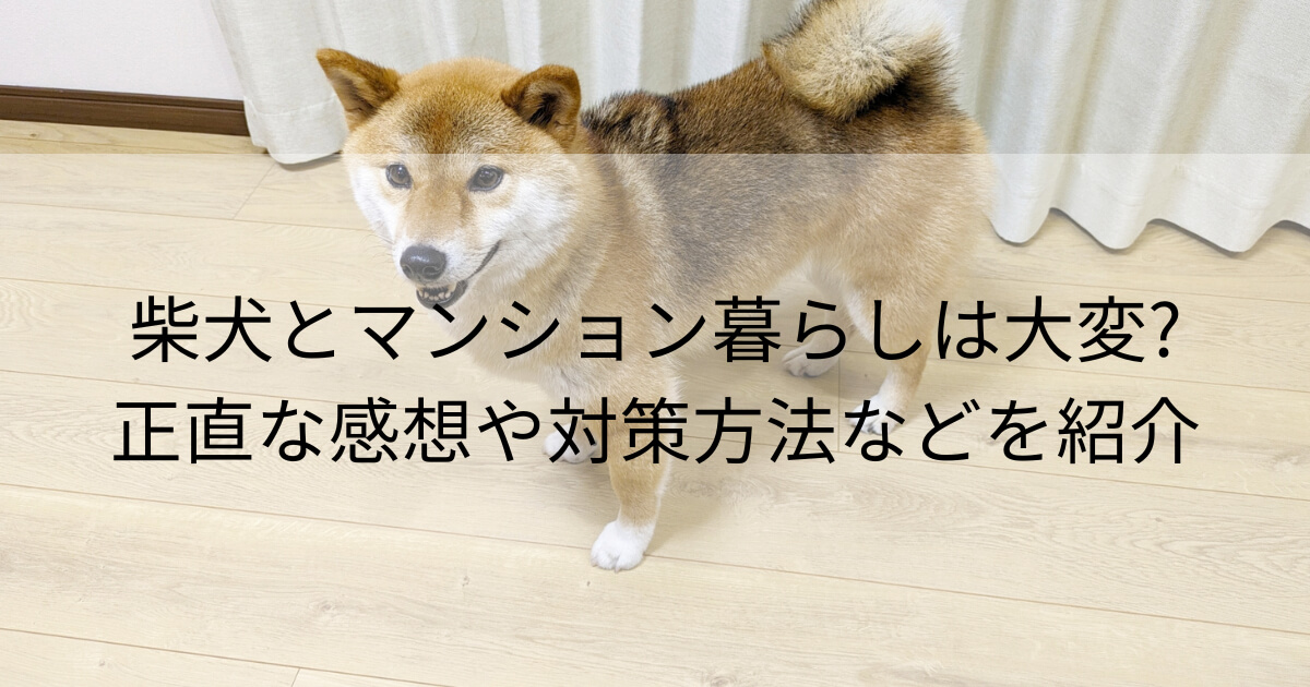 柴犬とマンション暮らしは大変?正直な感想や対策方法などを紹介