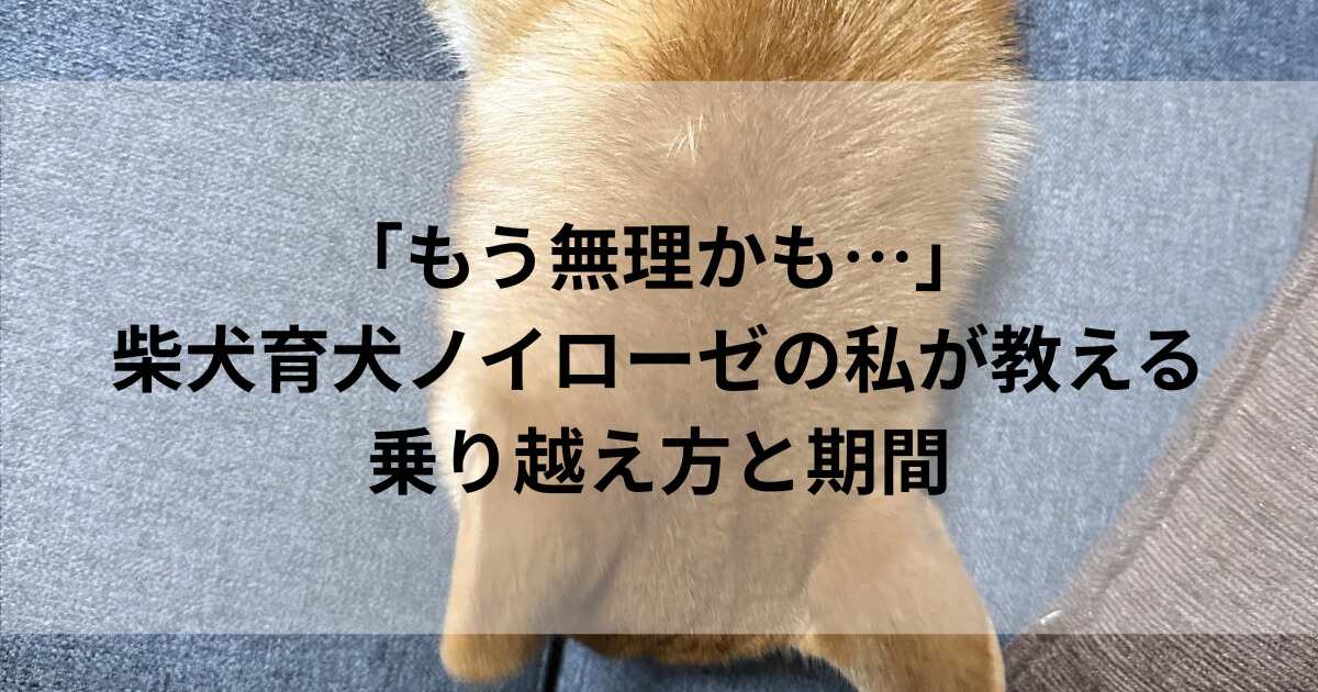 【「もう無理かも…」柴犬育犬ノイローゼの私が教える乗り越え方と期間の画像